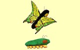 Wendepuppe Raupe-Schmetterling Folkmanis 6005