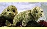 Handpuppe Seerobbe silber Folkmanis 2537