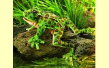 Handpuppe Leopardfrosch Folkmanis 2587