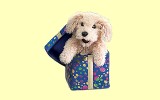 Handpuppe H�ndchen in Geschenkekiste Folkmanis 2593
