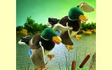 Handpuppe Stockente Folkmanis 2813