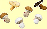 Kaufladen Biofino Pilze Haba 3995 ab 3 Jahre