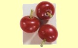 Kaufladen Tomate Haba 1346