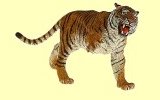 Tigerin Papo