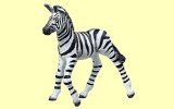 Zebrajunges Papo