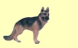 Sch�ferhund Papo