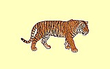 Tiger Papo