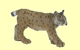 Luchs Papo