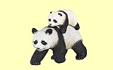 Panda mit Jungtier Papo