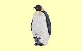 Kaiserpinguin Papo